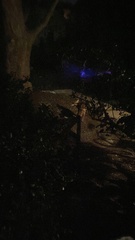 Vulpes vulpes fulvus