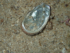 Haliotis tuberculata