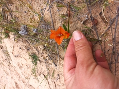 Gladiolus alatus