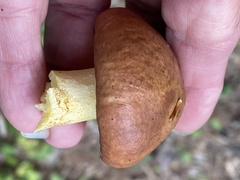 Suillus weaverae