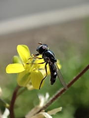 Platycheirus fenestrata
