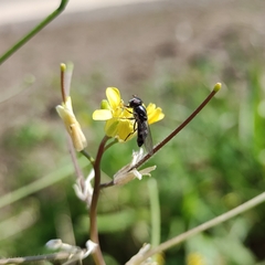 Platycheirus fenestrata