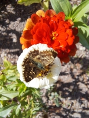 Muschampia proto