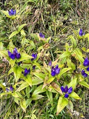 Gentiana saponaria
