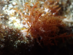 Rhodophyta