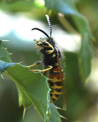 Vespula rufa