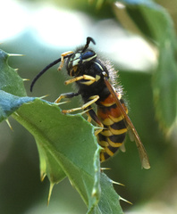 Vespula rufa