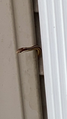 Thamnophis saurita septentrionalis