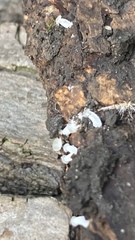 Mycena tenerrima
