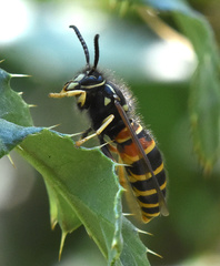 Vespula rufa