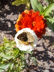 Muschampia proto