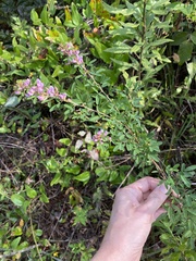 Lespedeza stuevei