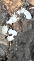 Mycena tenerrima