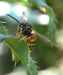 Vespula rufa