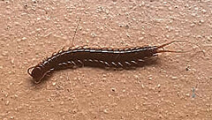 Scolopendridae