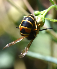 Vespula rufa