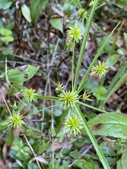 Cyperus croceus