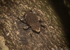 Poropterus bisignatus