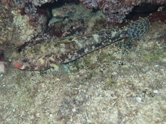 Gobius cruentatus