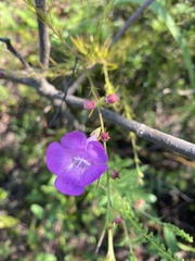 Agalinis fasciculata