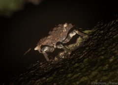 Poropterus bisignatus