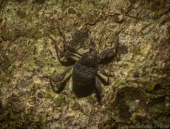 Onidistus araneus
