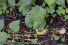 Viola mirabilis