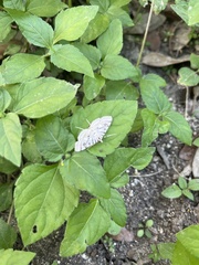 Conchylodes ovulalis