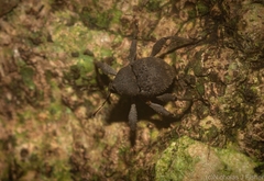 Onidistus araneus