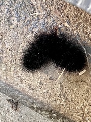 Hypercompe scribonia