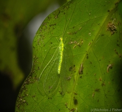 Ankylopteryx pallida