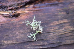 Evernia prunastri