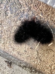 Hypercompe scribonia