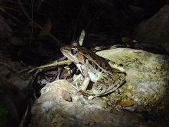 Lithobates brownorum