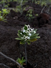 Psychotria rupicola