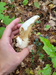 Pleurotus levis