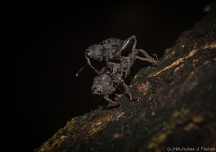 Onidistus araneus