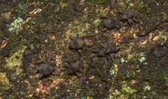 Onidistus araneus
