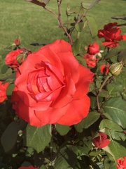 Rosa