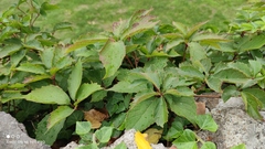Parthenocissus inserta