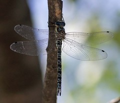 Caliaeschna microstigma