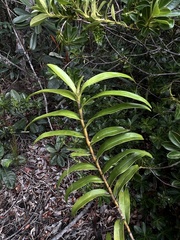Dendrobium steatoglossum