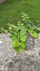 Hedera helix