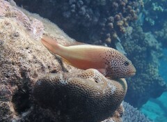 Paracirrhites forsteri