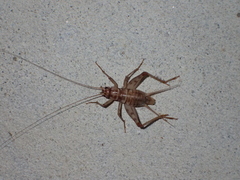 Gryllomorpha dalmatina