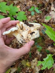 Pleurotus levis
