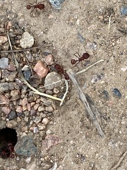 Pogonomyrmex barbatus