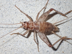 Gryllomorpha dalmatina