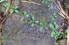 Galium palustre