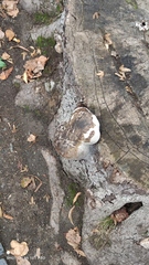 Fomes fomentarius